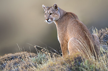 Puma animal, Majesty in wilderness, Stunning portrait, Nature's masterpiece HD wallpaper
