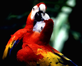 Parrots, two, birds, red, becks HD wallpaper