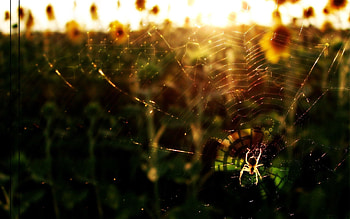 Animals, Flowers, Web, Shine, Light, Spider HD wallpaper