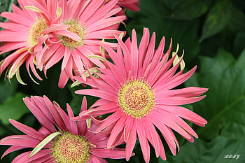 Pink Gerbera from Victoria BC, Flowers, pink, graphy, gerbera HD wallpaper