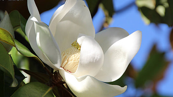Magnolia Tree, 1014156 HD wallpaper