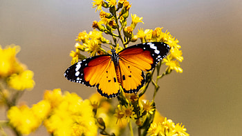 Yellow Black White Design Butterfly On Yellow Flower In Blur Background Butterfly HD wallpaper