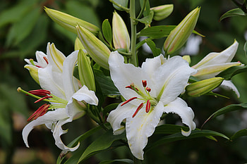 ღ, Flowers, Nature, Summer, Buds HD wallpaper