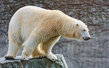 Animals, Large, Big, Wool, Polar Bear HD wallpaper