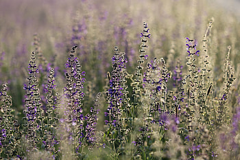Meadow, flowers, plants, blur, spring HD wallpaper