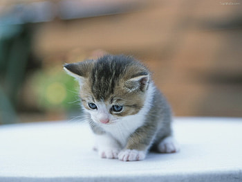kitty, kitten, animals, cat, nature, pet HD wallpaper