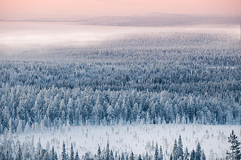 Winter, Nature, Snow, View From Above, Forest HD wallpaper