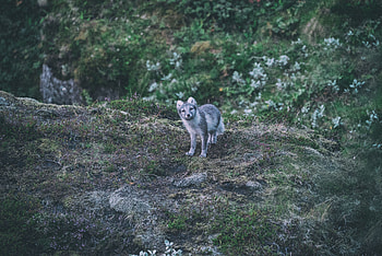 Animals, Sight, Opinion, Arctic Fox HD wallpaper