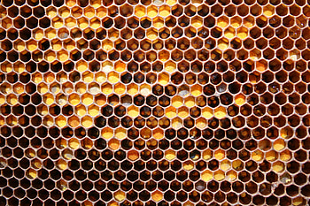 Food, Honey, Honeycomb, May Honey HD wallpaper