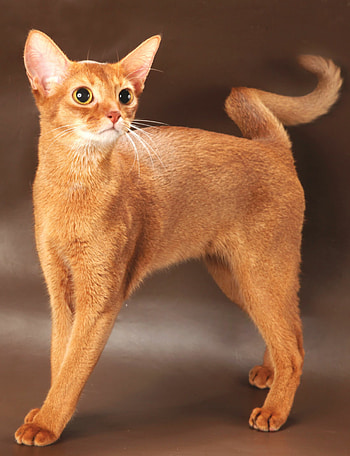 Abyssinian, Cat breed profile, Elegant beauty, Striking visual HD phone wallpaper