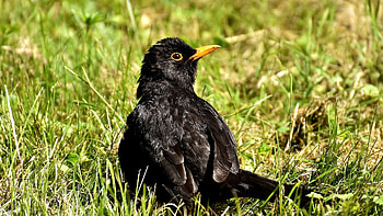 Common Blackbird, Songbird on grass, , background HD wallpaper