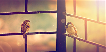 Sparrow Sitting On Railing , sparrow, birds HD wallpaper