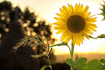 Vibrant sunflower backlit by the warm glow of a sunset, capturing summer essence. HD wallpaper
