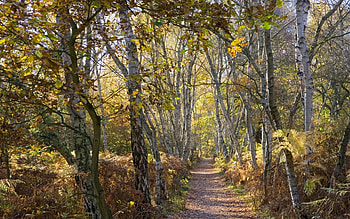 Birch tree forest , Birch woods HD wallpaper