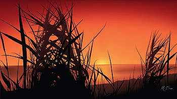 Sunset Grass, firefox persona theme, sky, grass, orange, sunset HD wallpaper