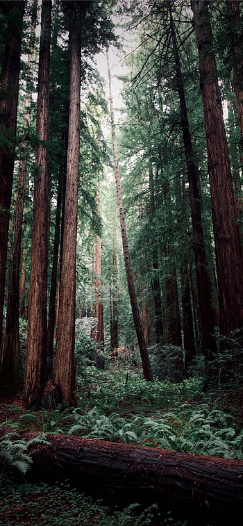 Muir Woods national monument, Scenic hikes, Ancient redwoods, Historic landmarks HD phone wallpaper