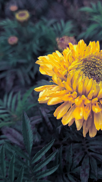 Sunflower, sunflower, yellow, nature, flower HD phone wallpaper