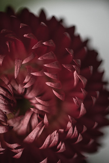Flower, Macro, Petals, Bloom, Flowering HD phone wallpaper