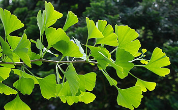 Vin ung b no, Natures bounty ginkgo biloba, Tammys boutique HD wallpaper