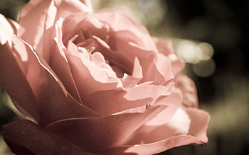 Background, Flower, Macro, Rose Flower, Rose, Petals HD wallpaper