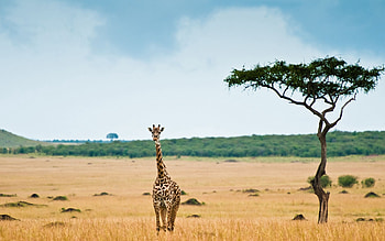 Acacia Tree, Nature's charm, Explore beauty, Breathtaking HD wallpaper