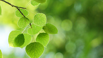 Eye Soothing For HD wallpaper
