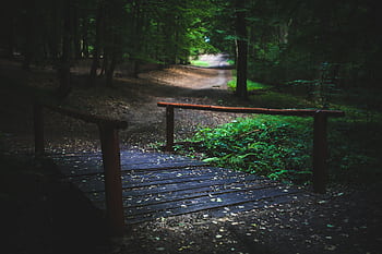 A serene wooden bridge crossing a lush forest path, perfect for nature enthusiasts. HD wallpaper