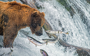 Grizzly Bear, animal, fish, bear HD wallpaper