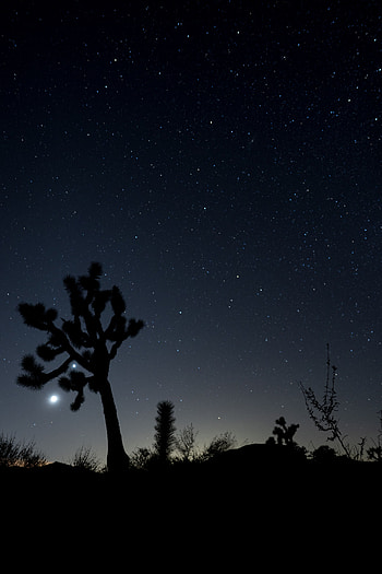 Cactuses, Night, Bush, Dark, Starry Sky HD phone wallpaper