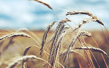 Cones, Wheat, Macro, Field, Spikelets, Rye, Zhito, Gito HD wallpaper