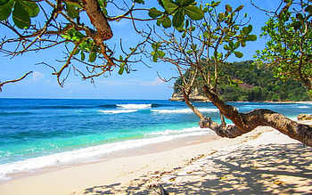 Beach, East Java, Indonesia, sand, trees, Indonesia, ocean, beach HD wallpaper