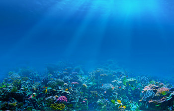 Coral Reef, Underwater beauty, Colorful , Marine life HD wallpaper
