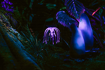 Plant, Dark, Glow HD wallpaper