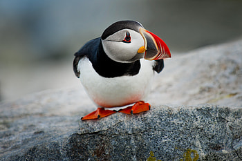 Cute Puffin Bird, puffin, birds, cute, animals HD wallpaper
