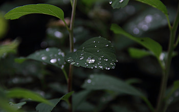 Water Drops on Leaf, drops, nature, leaf, water HD wallpaper