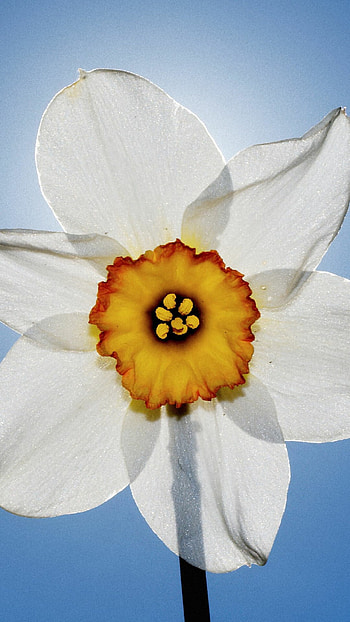 Golden daffodil, Stunning graphy, Nature's marvel, Mesmerizing HD phone wallpaper