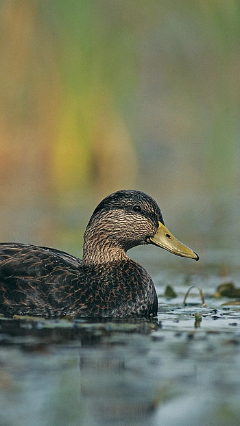 Duck, Adorable Duck HD phone wallpaper