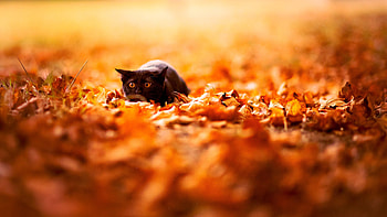 Anime Fall s HD wallpaper