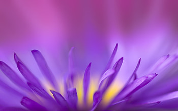 Purple Flames, purple, flowers HD wallpaper