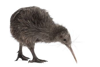 Climate change, Threatens New Zealand's kiwis, Birdwatching HD wallpaper