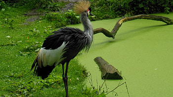 Grey crowned crane , Beautiful avian species, backgrounds, Wildlife graphy HD wallpaper