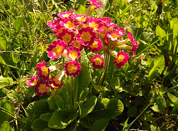 Flowers, Leaves, Sunny, Variegated, Mottled, Primrose HD wallpaper