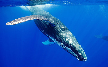 Blue whale , John Walker, Marine wildlife, Oceanic background HD wallpaper