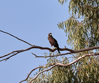 Animals, Bird, Beak, Branch, Predator, Kite HD wallpaper