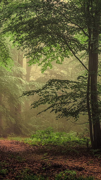 path, tree, nature, forest HD phone wallpaper