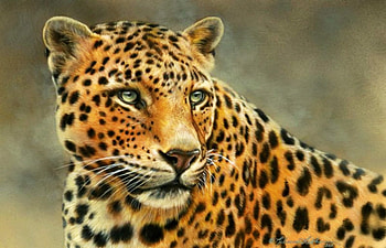 Leopard, face, beautiful, art HD wallpaper
