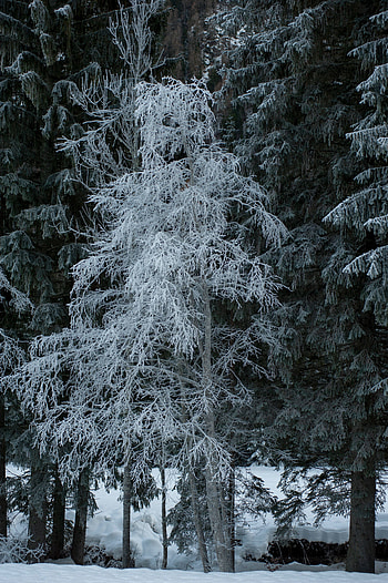 Winter, Nature, Trees, Snow, Frost, Hoarfrost HD phone wallpaper