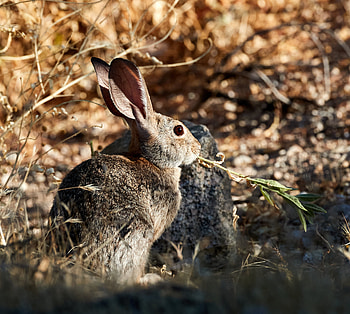 Animals, Grass, Fluffy, Animal, Rabbit HD wallpaper