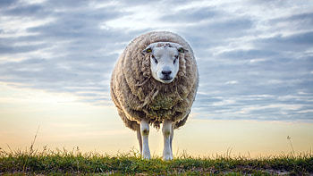 Sheep Grass Blue Sky HD wallpaper