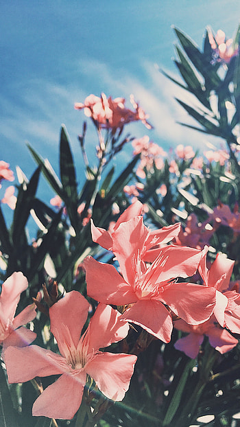Flowers Aesthetic, Light Pink HD phone wallpaper
